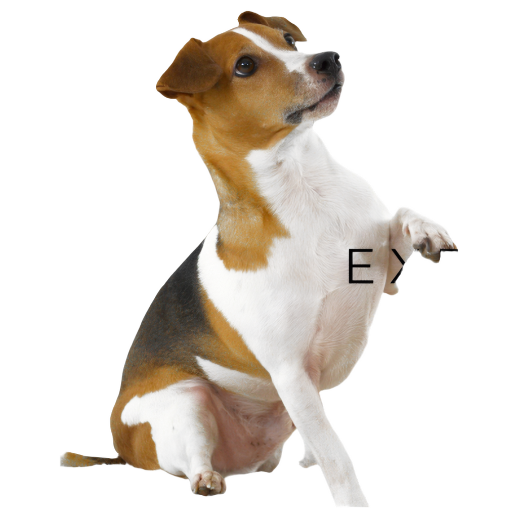 Dog Carrier Car Seat Owleys +  Dog Health eBook